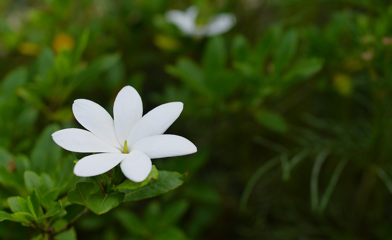 芒种时节适宜种植的花卉