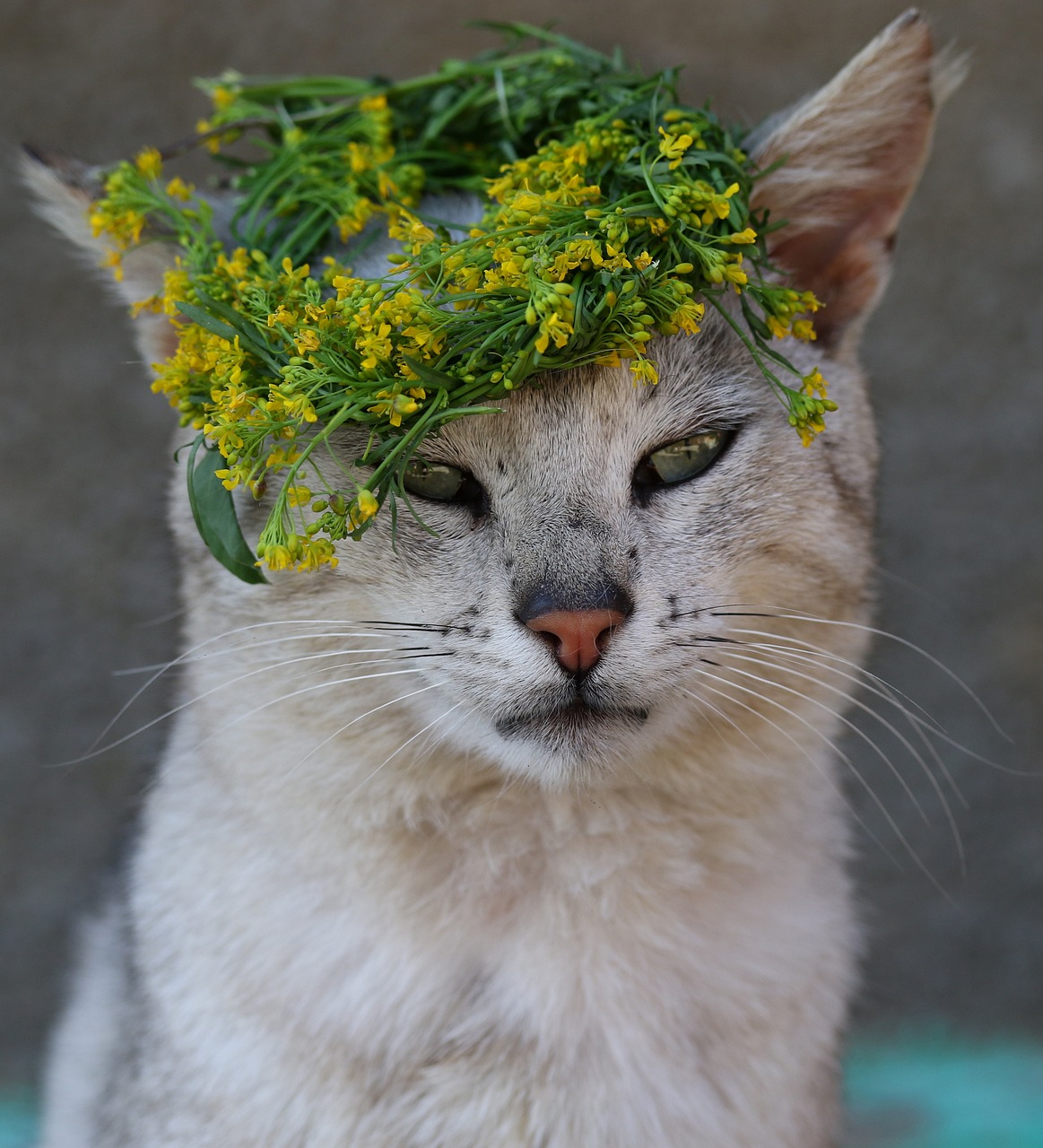 猫过敏与花卉，深入了解猫对花卉过敏的现象