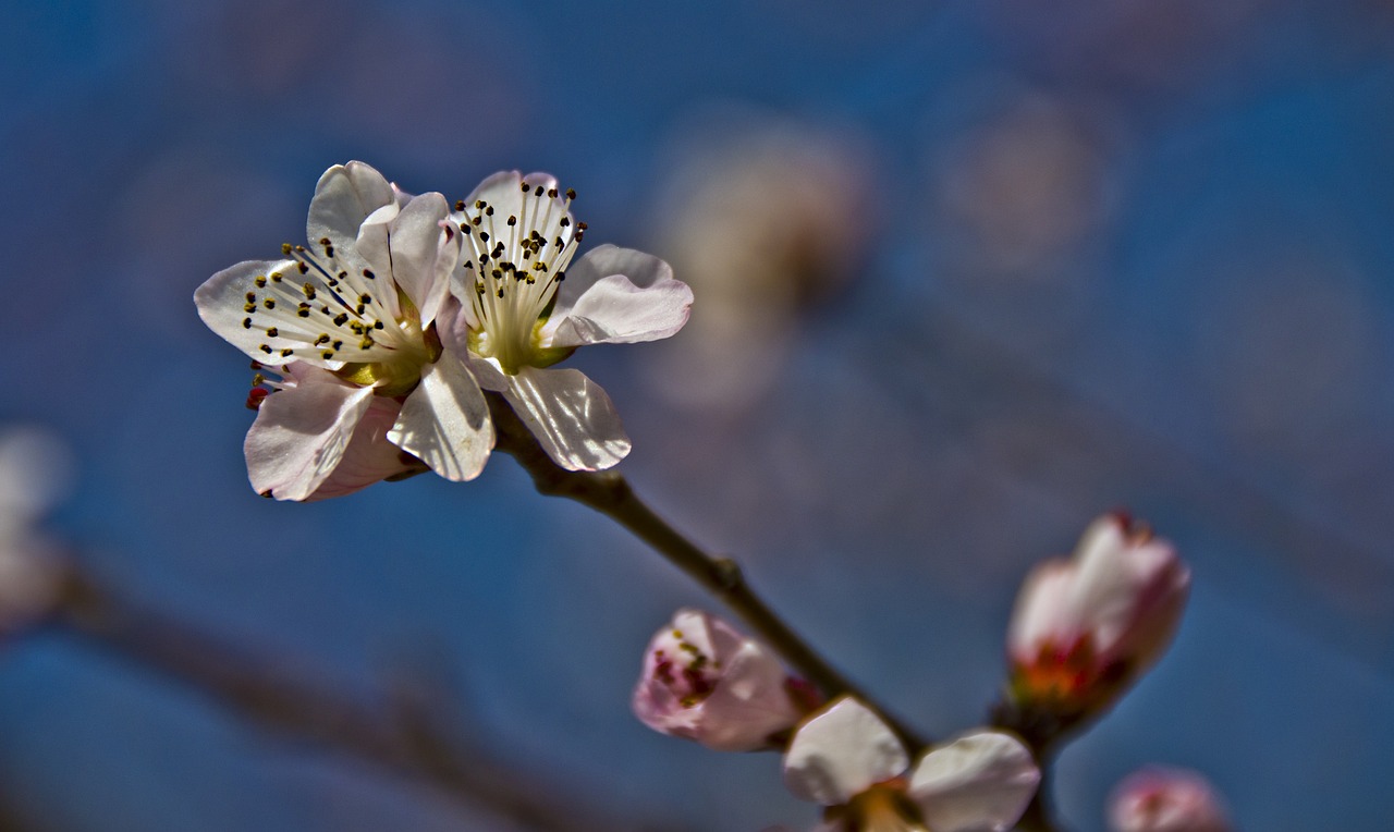 梅花诗花卉，古典与现代的交融之美