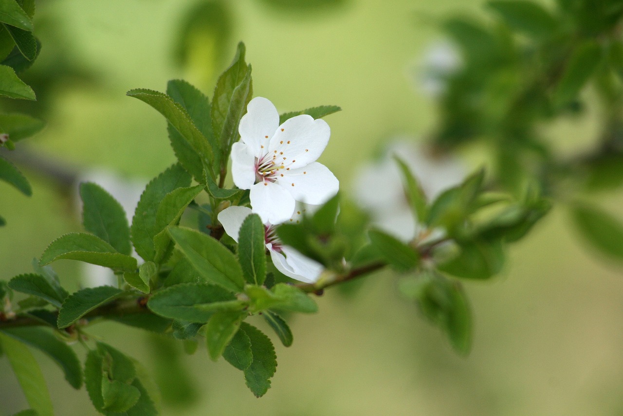 园艺观赏之魂——菊花的分类与鉴赏