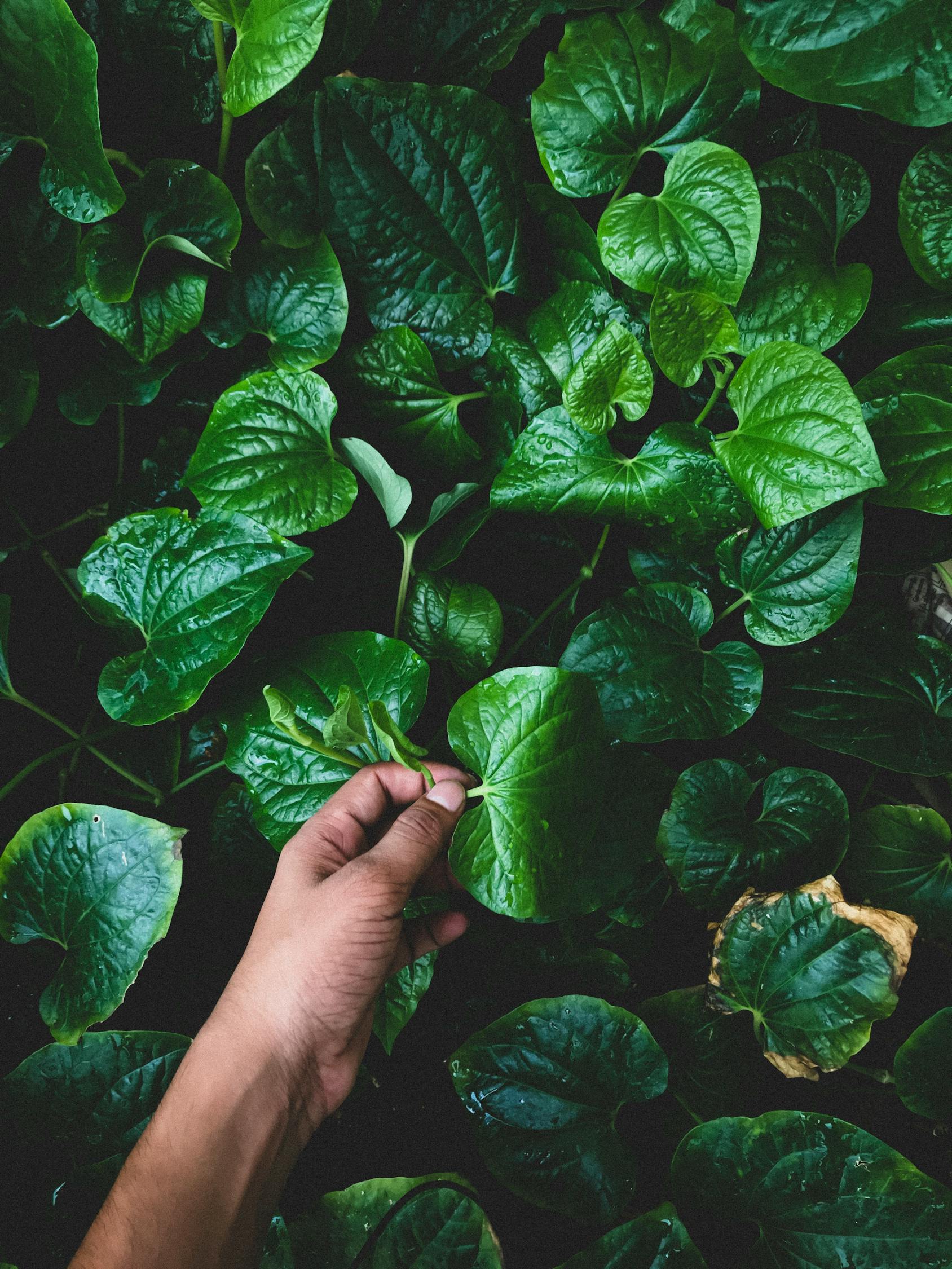 门锁背后的花卉世界，李总的绿色生活艺术