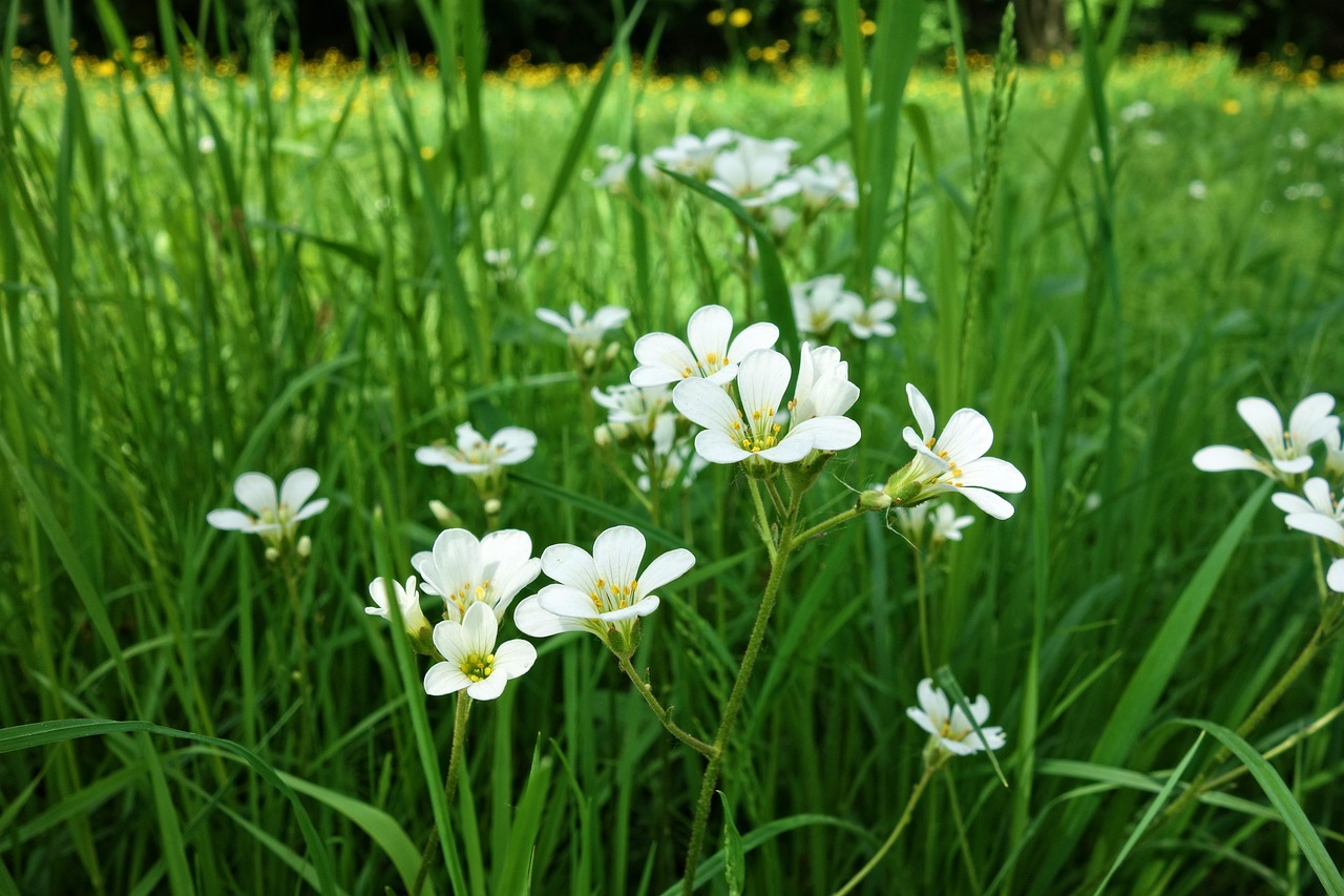 绵阳西山花卉市场，繁花似锦的乐园