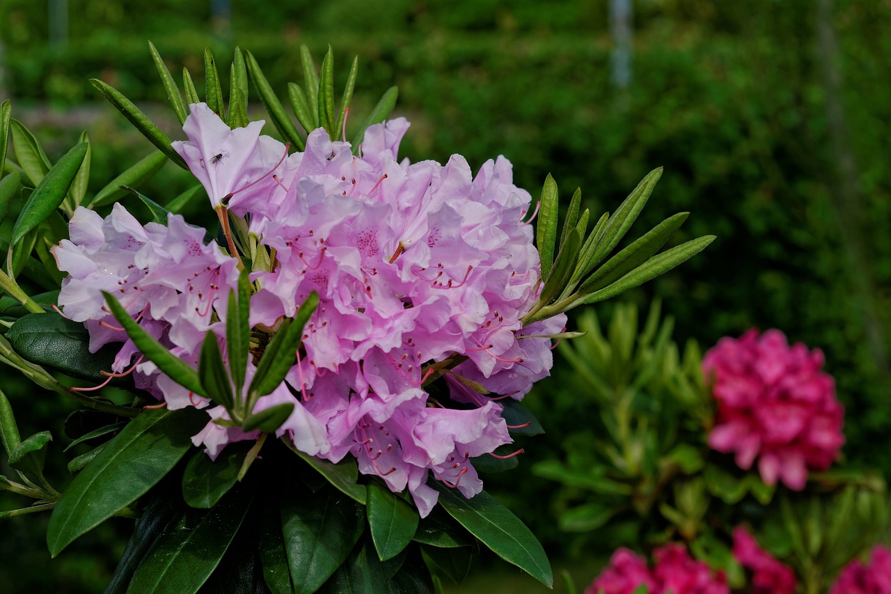 探索名胜球根花卉，自然之美与艺术之韵的交融