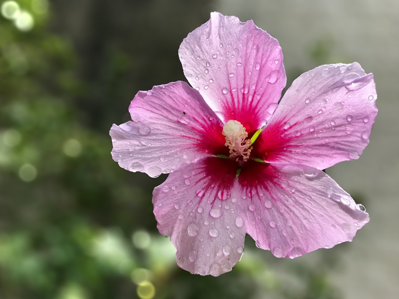 名字好听且好闻的花卉，花卉之韵，音香俱佳