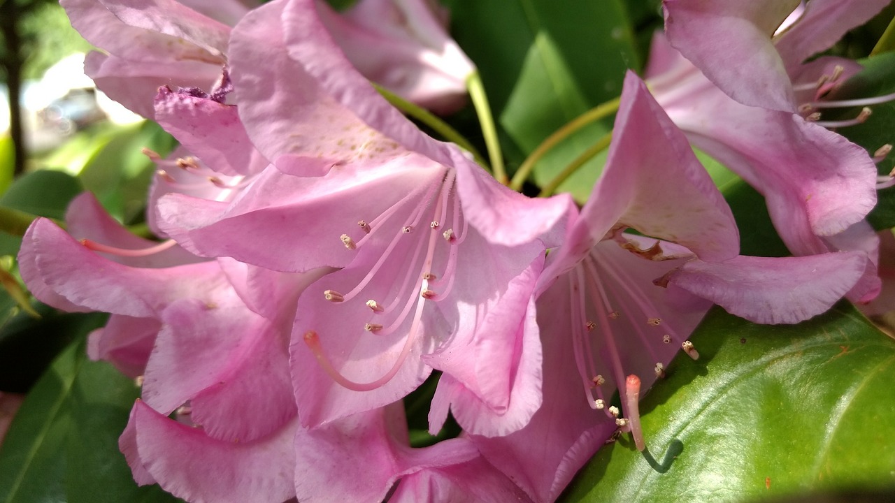 名字里有胡的花卉——探寻其魅力与特色