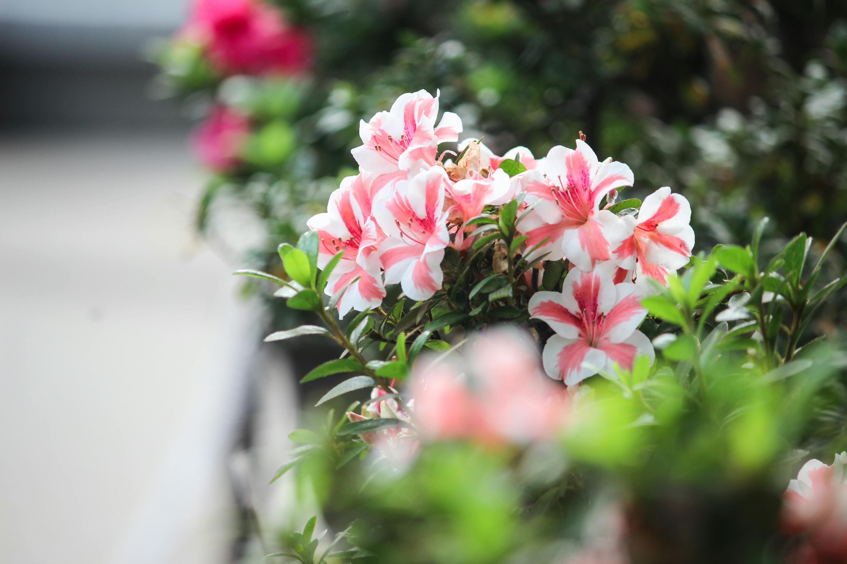 明珠花卉市场的规模与影响，一个花卉市场的成长与变迁