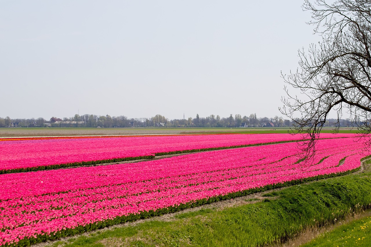 墨尔本国际花卉，绽放的彩色世界