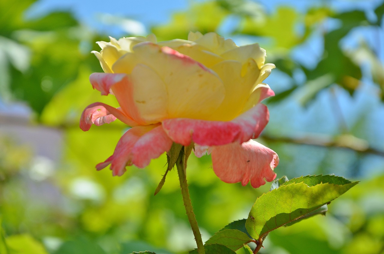 木香花的嫁接艺术，探索可与哪些花卉共享生命的融合之美