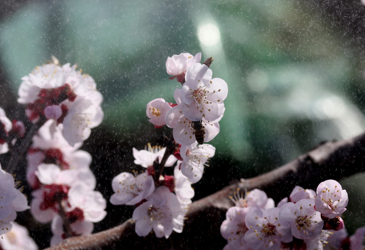 幕雨花卉，绽放于雨幕中的生命之美