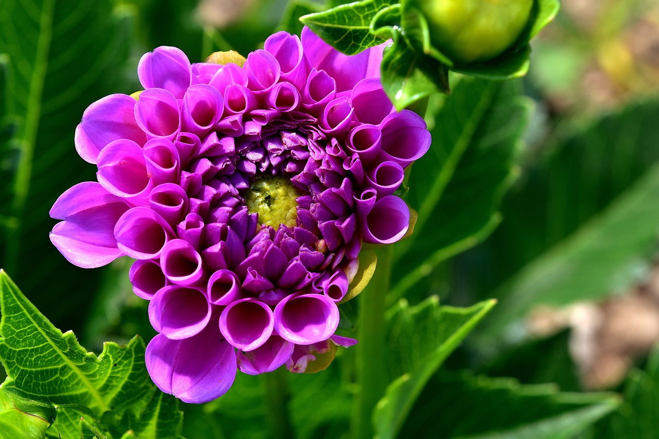 以果与花绘人生，拿水果和花卉入画的艺术家