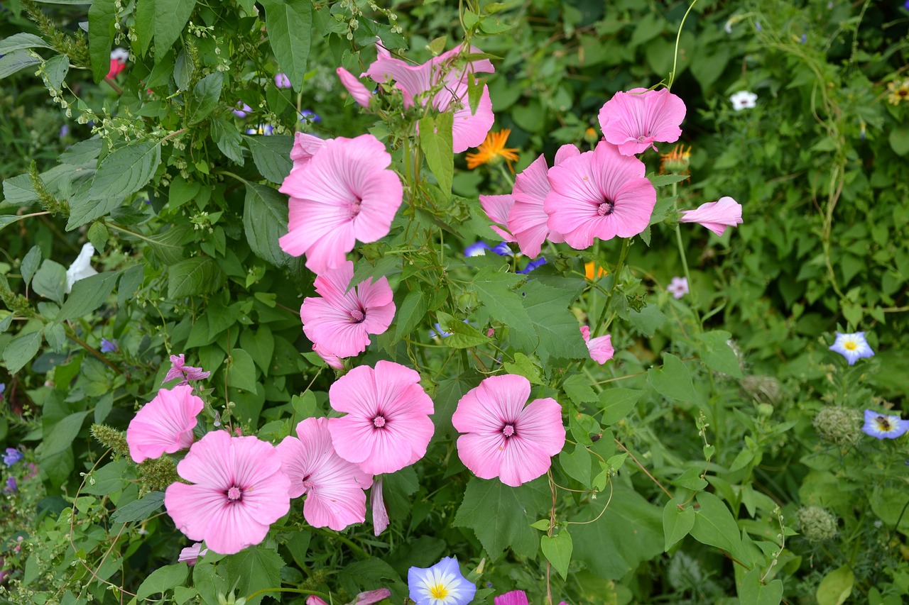 哪些花卉适合种在屋里？