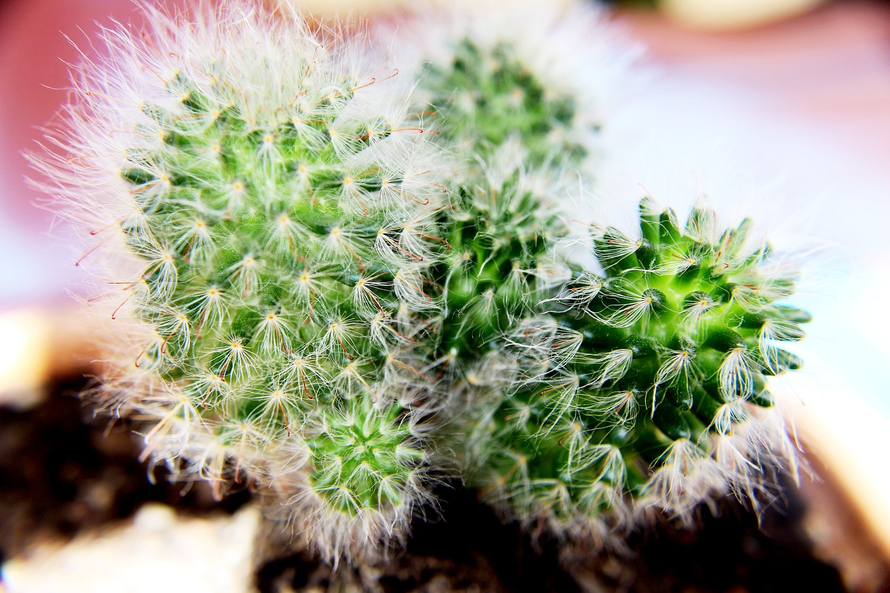 哪些花卉绿植不耐寒冷——关于植物耐寒性的探讨