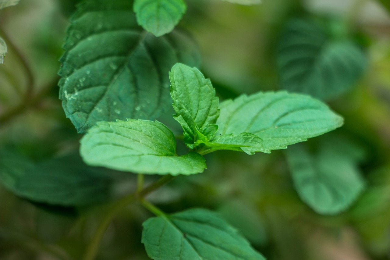 花卉除甲醛，绿色植物的神奇功效