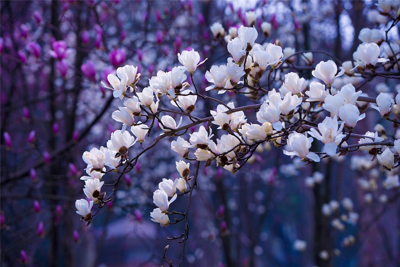 宿根花卉，探寻那些美丽的花卉种类