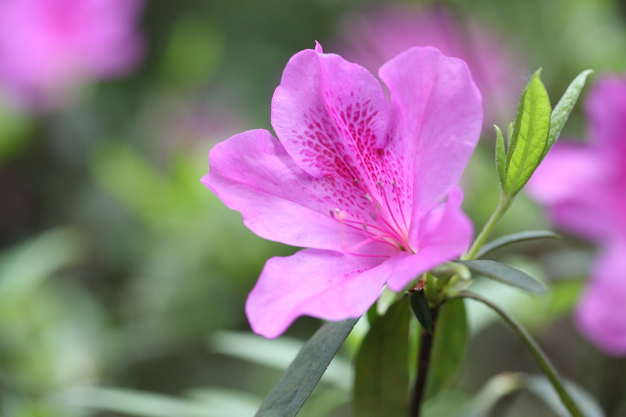 哪些花卉适合养活在家里