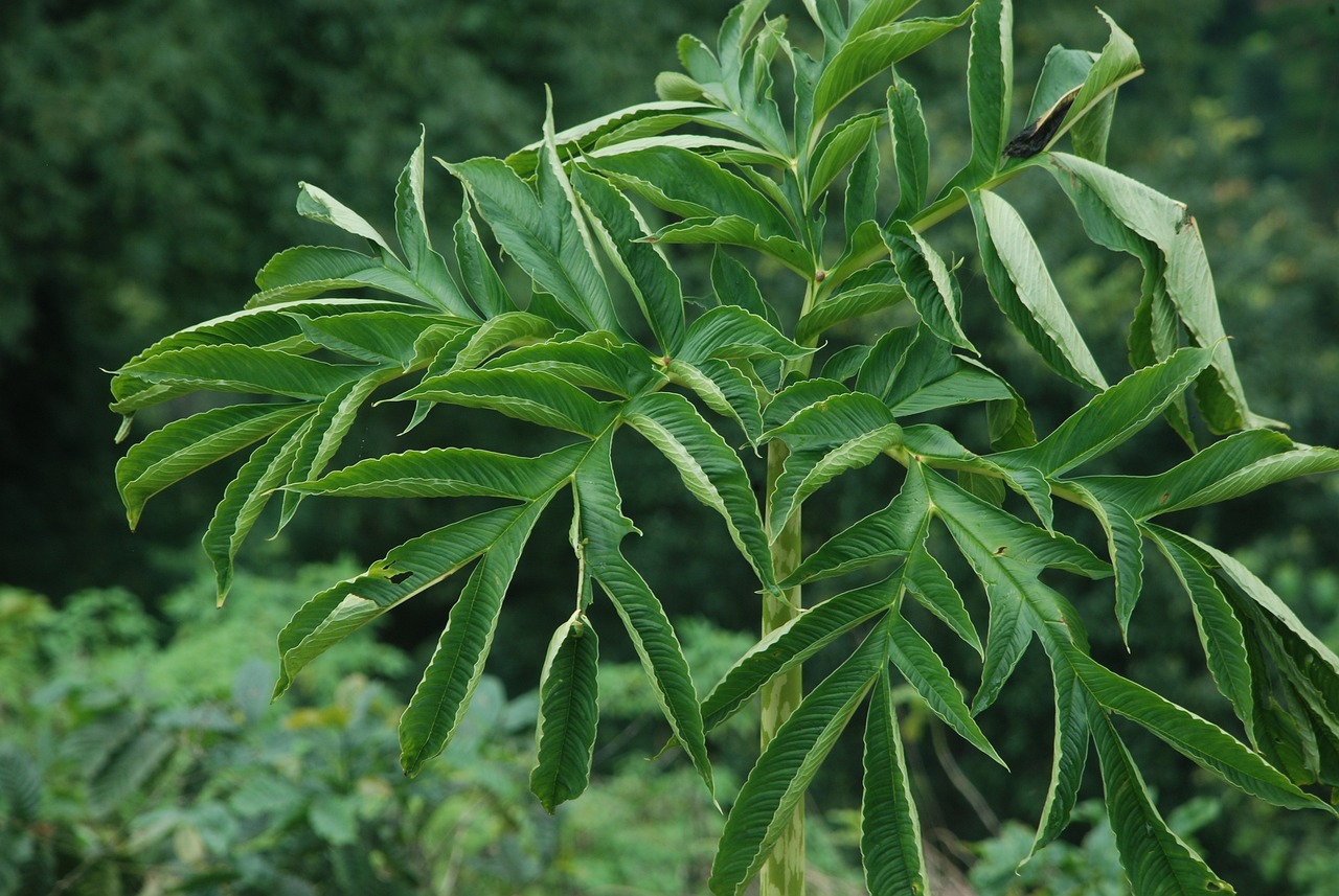 无需剪枝长叶的花卉，自然之美与生命力之展现