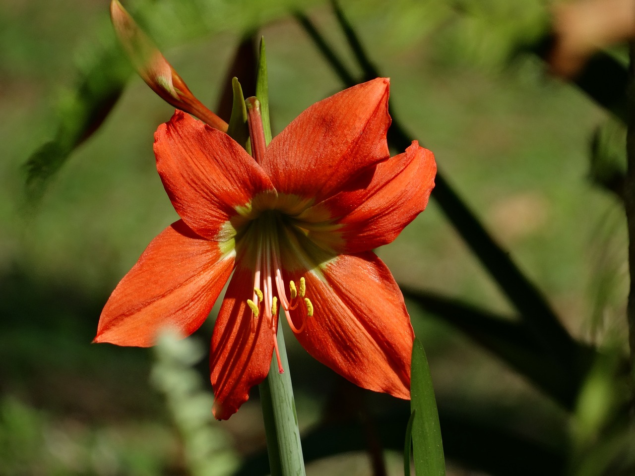 哪种花卉属于长日照花卉