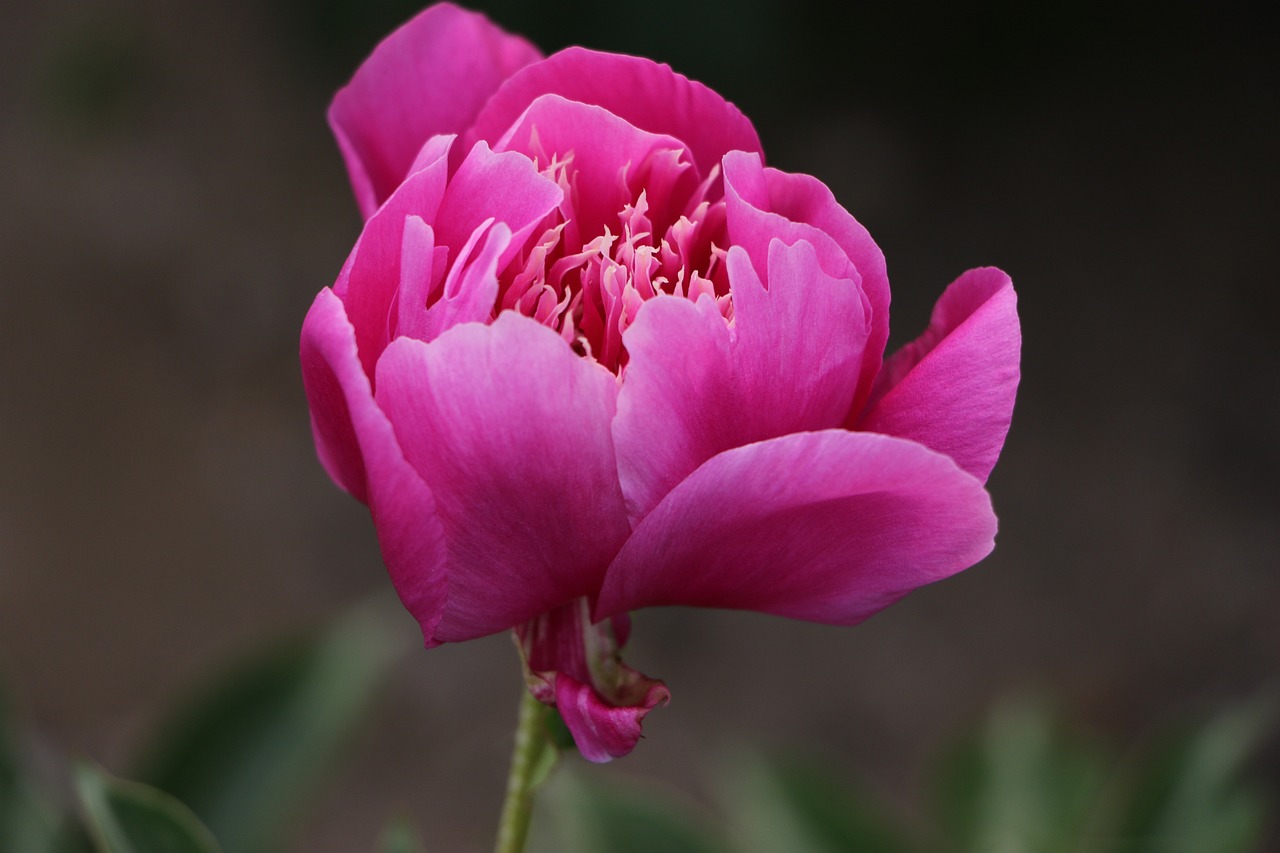 探索那个花卉，美丽与神秘的世界