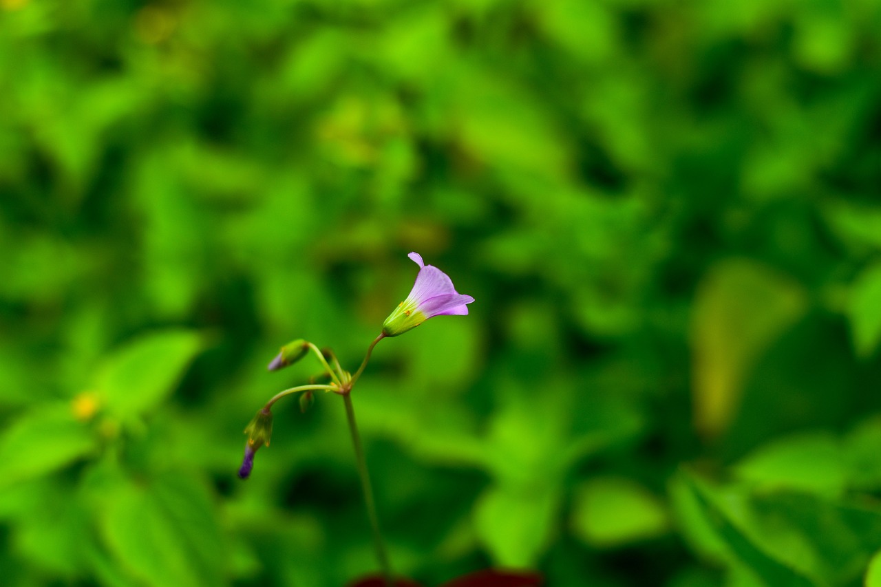 耐寒花卉小花——寒冷中的生机与美丽