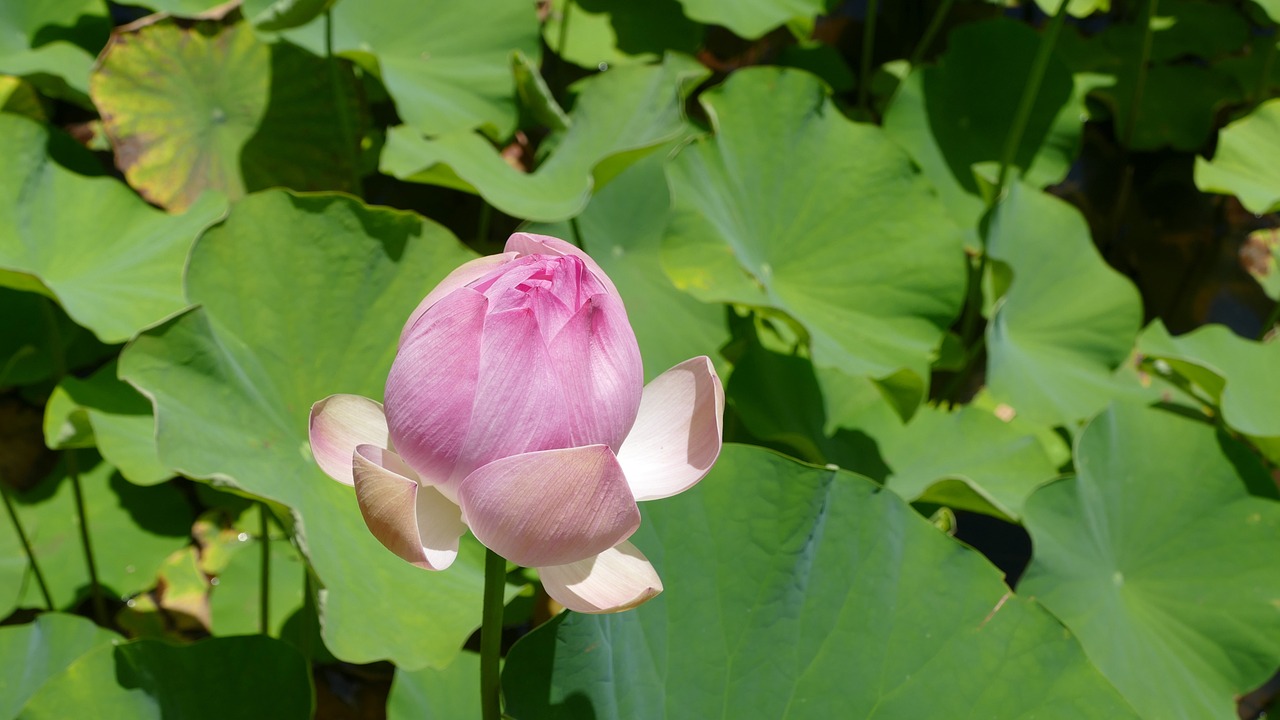 耐克花卉真假鉴定视频，了解真相，避免受骗