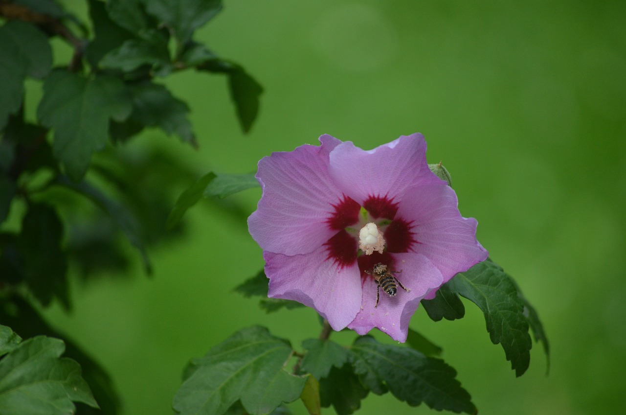 耐热不发芽的花卉——炎热夏季的绿意守护者