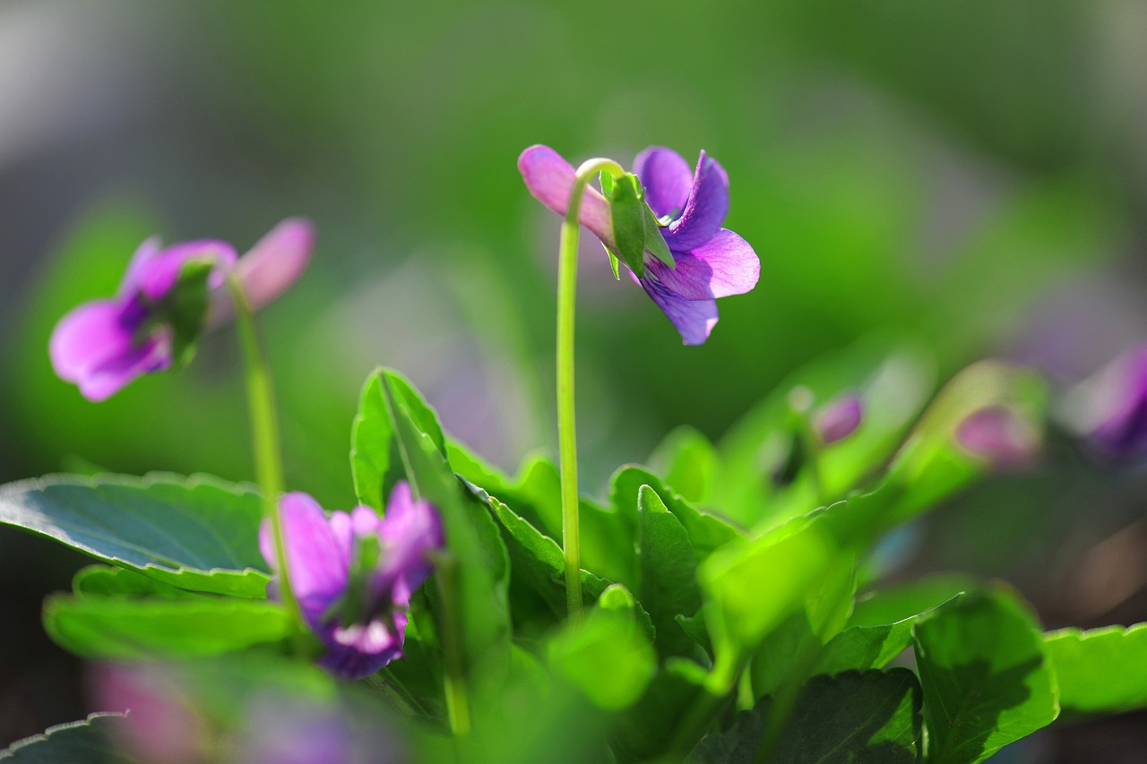 南方爬墙花卉四季花开，一幅美丽的自然画卷