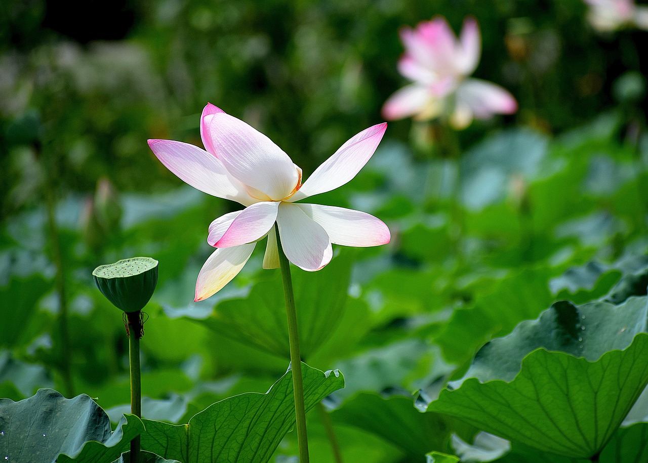 南京花卉植株，城市中的绿色瑰宝