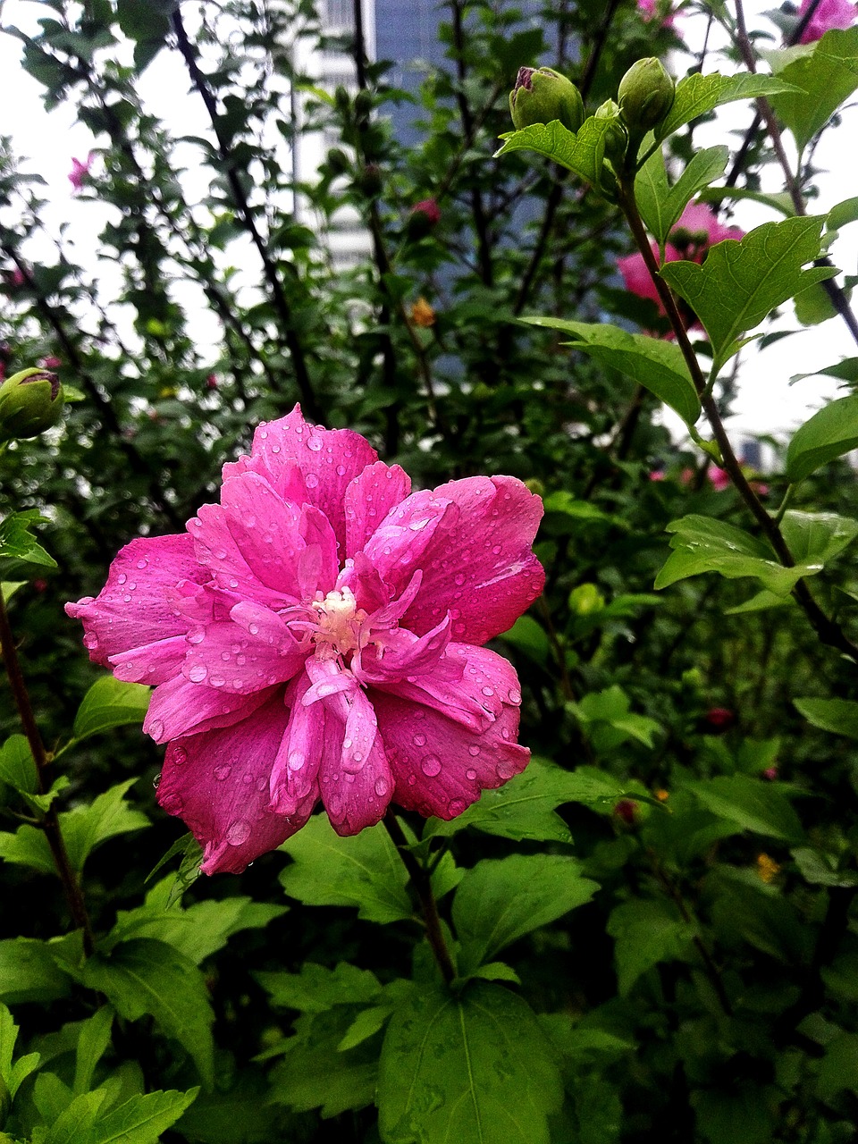 南京学校花卉绿植租摆，美化校园，提升教育质量的新选择