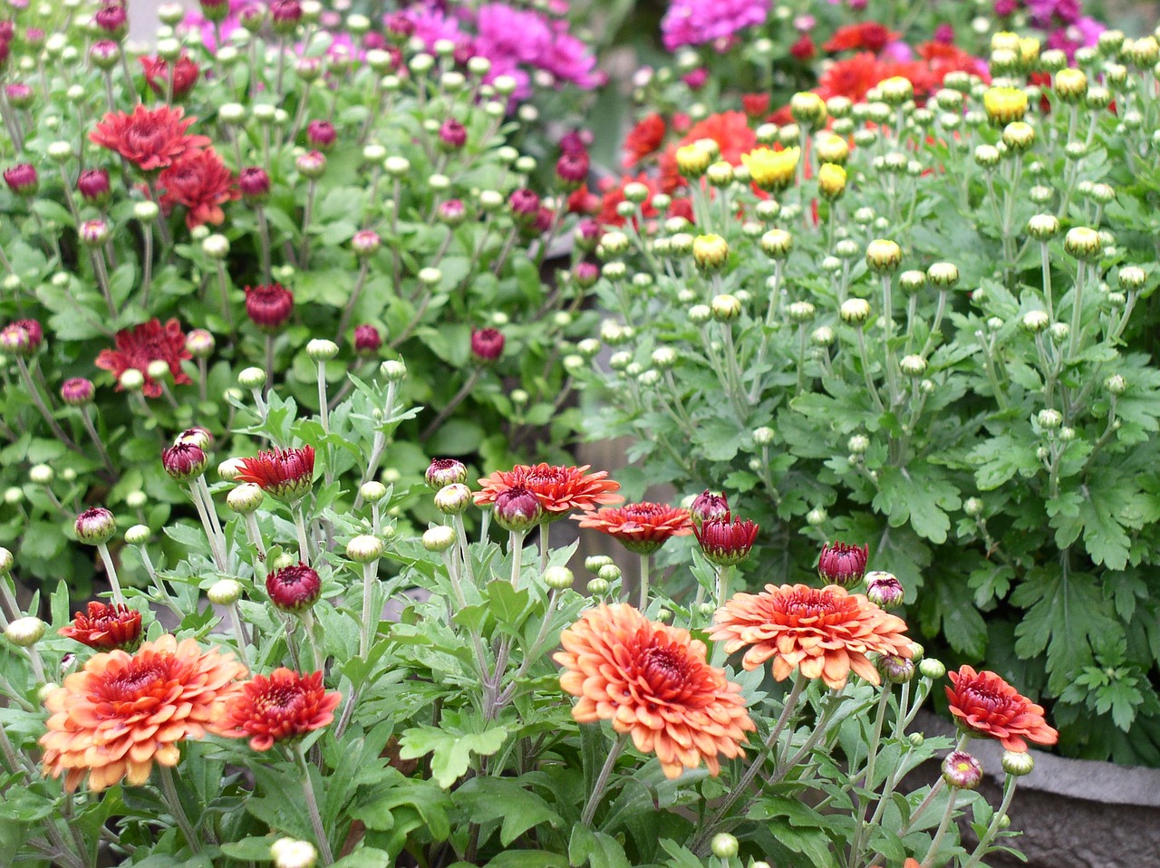 南京园林花卉市场，花卉的繁荣与生机