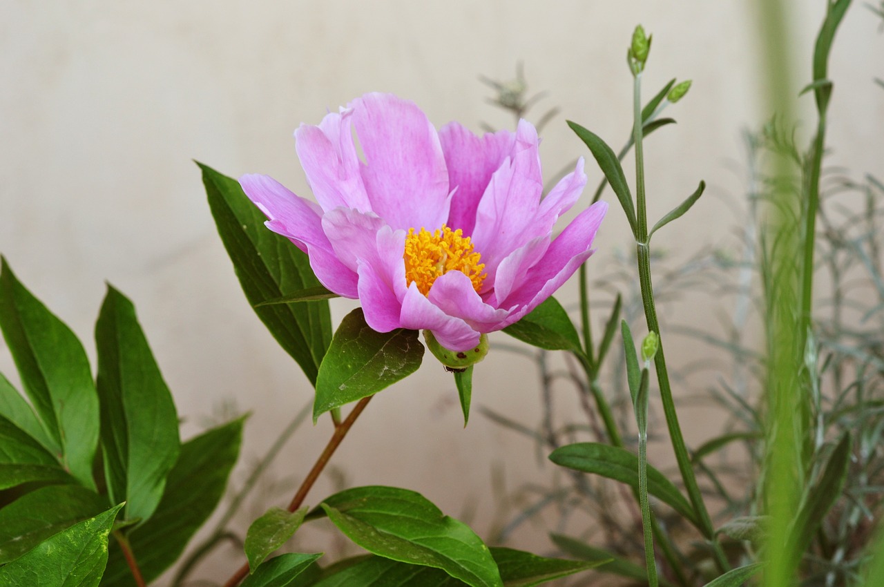 南陵花卉，绽放的美丽与独特魅力