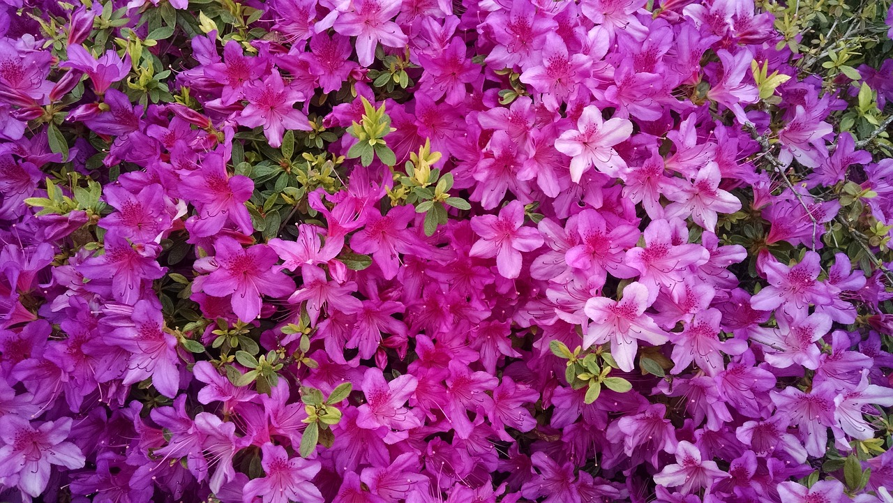 南宁沙井花卉批发市场，繁荣生态与无限商机