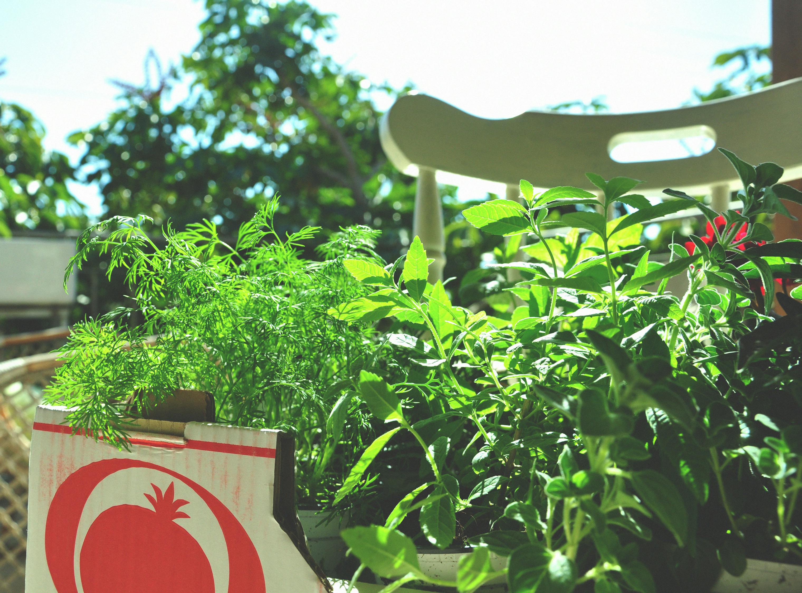 新会园艺植物批发，繁荣生态与商业的交汇点