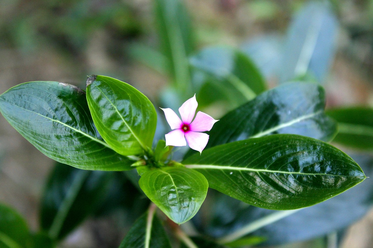 南山兰花卉，自然之美与艺术之韵