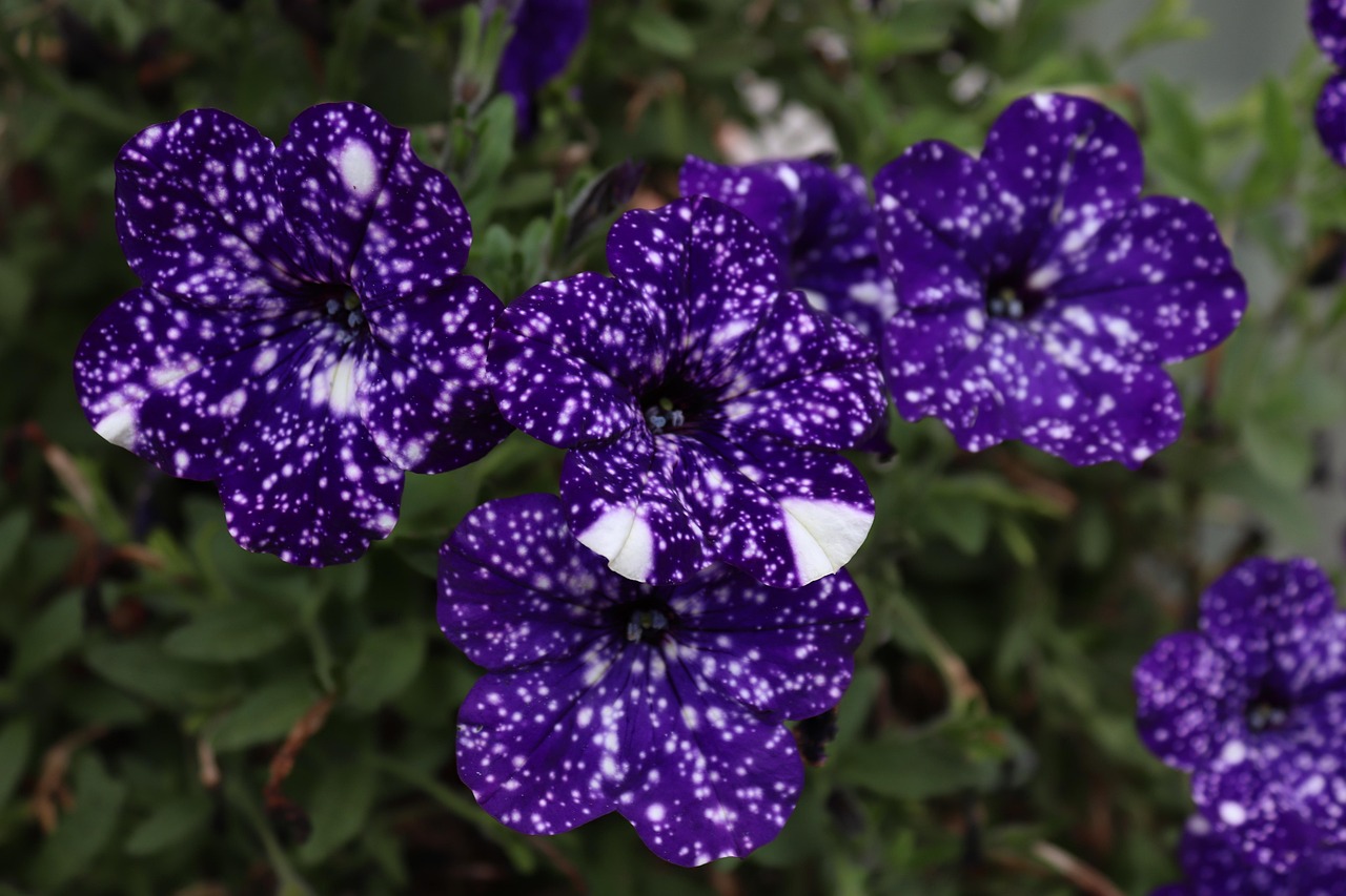 宁波室外易种植花卉价钱概览