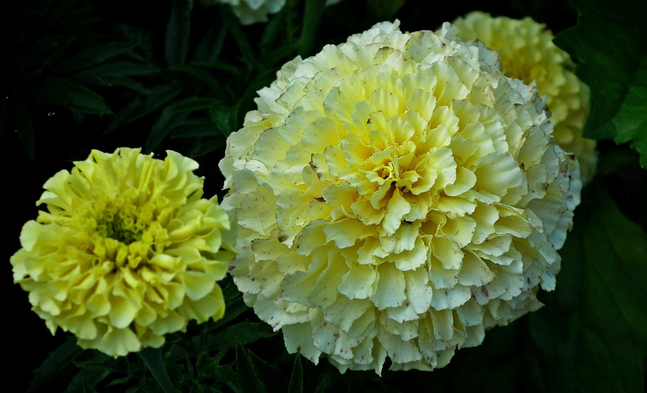 宁波园林花卉种植业务，绽放的绿意与繁荣的产业链