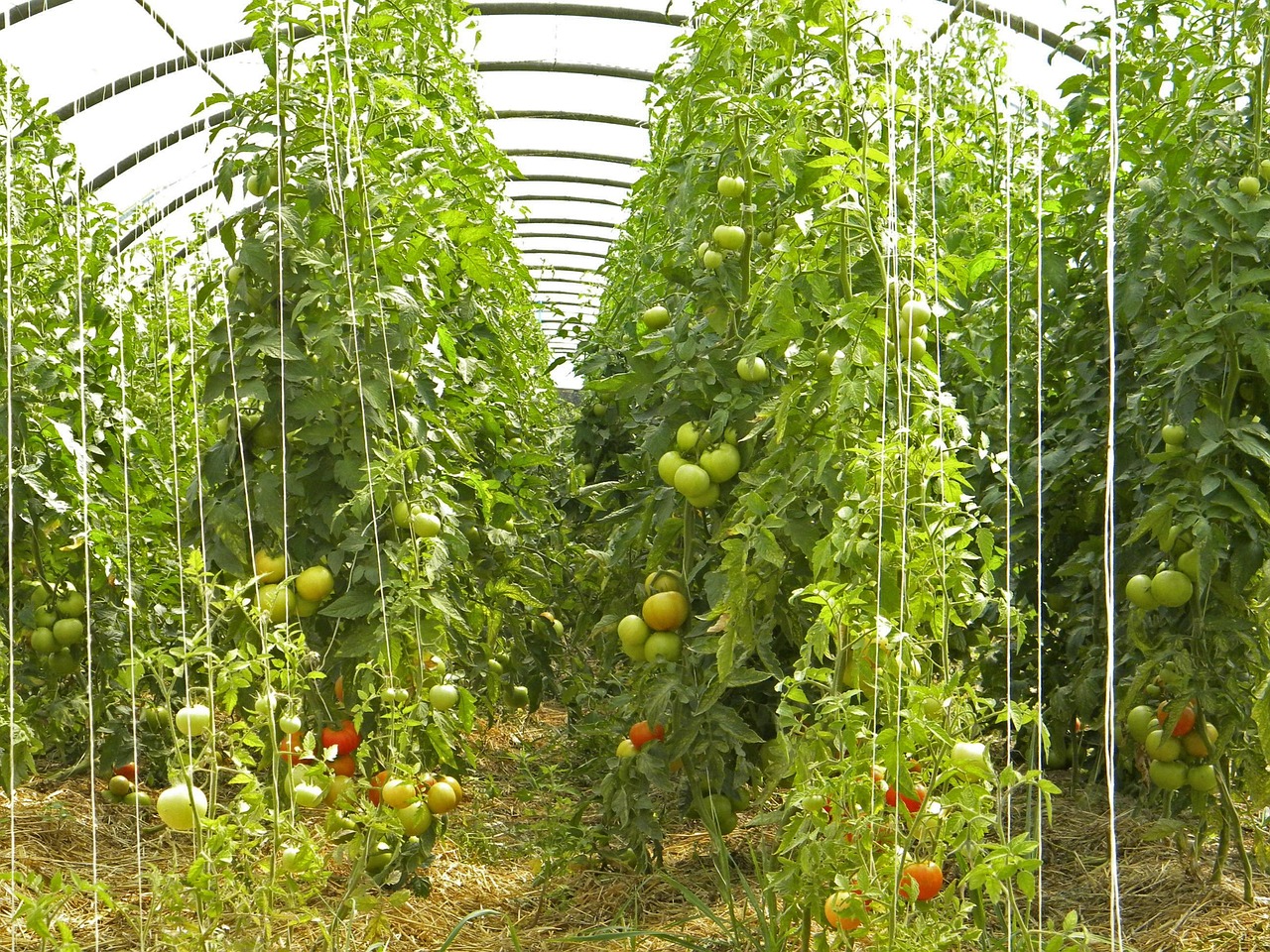 农村花卉种植实施方案模板