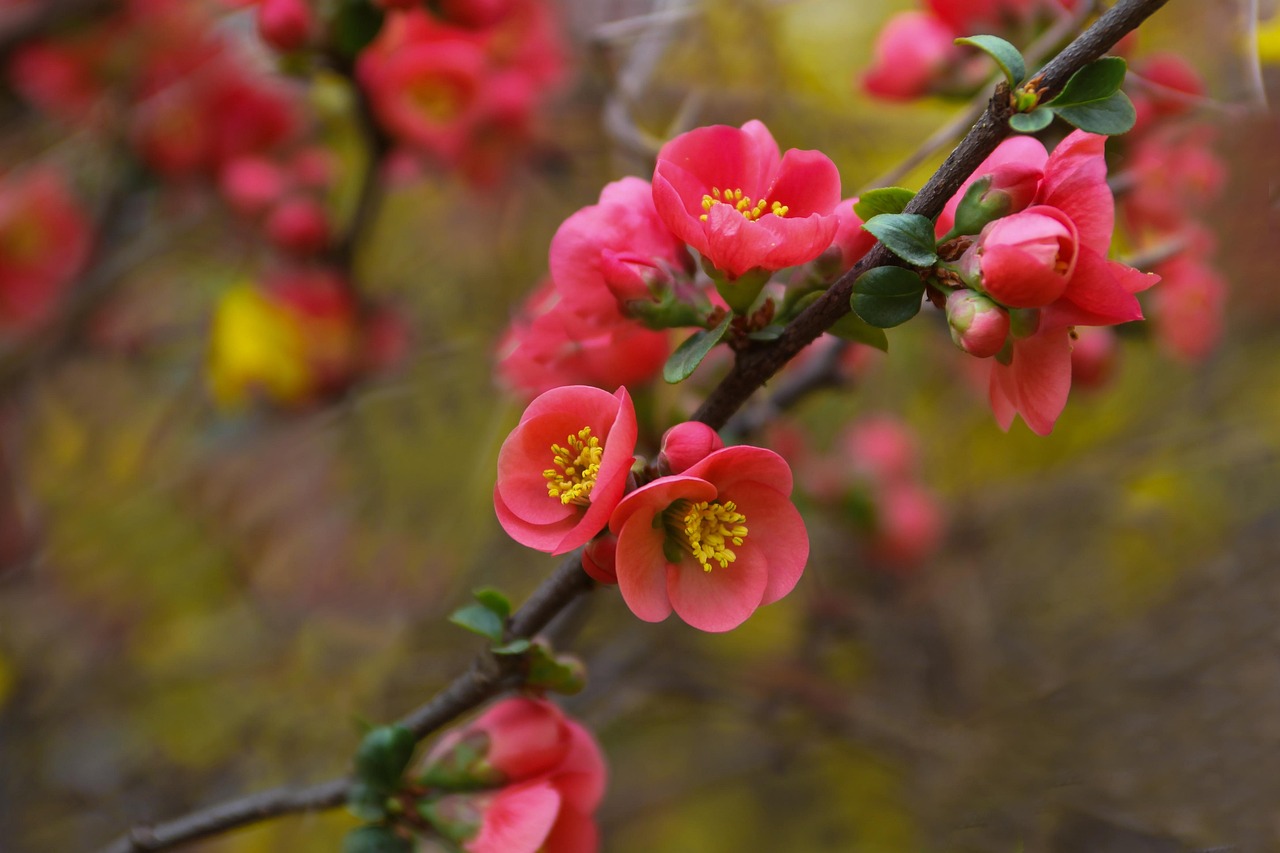 农村四季花卉，绽放的自然之美