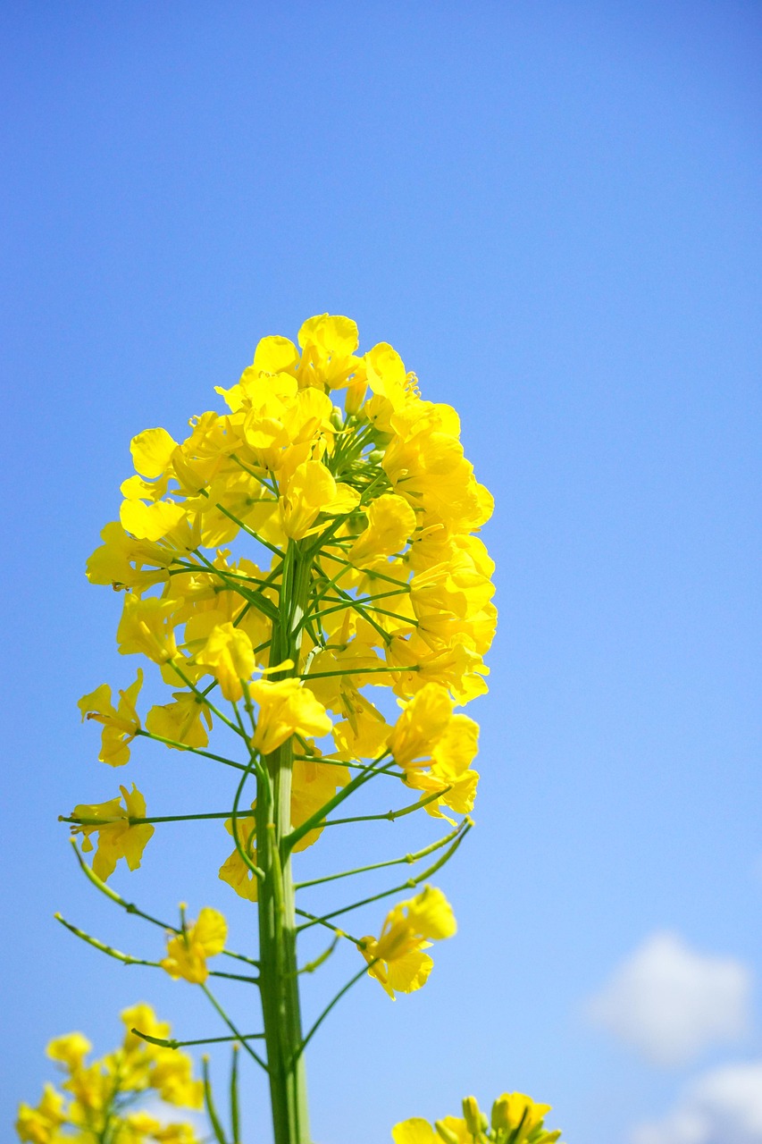 农作物变身花卉，探索植物的多元价值与应用