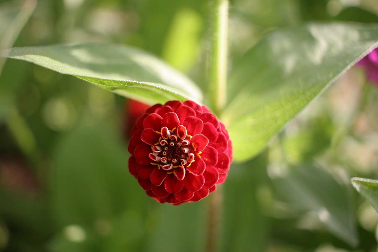 女子与室内花卉的奇妙缘分