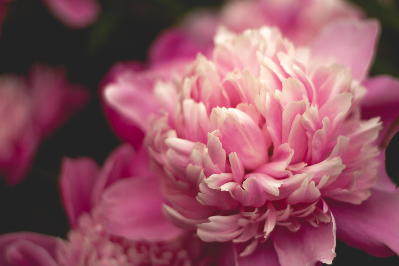 爬墙花卉桂林，城市中的自然魅力