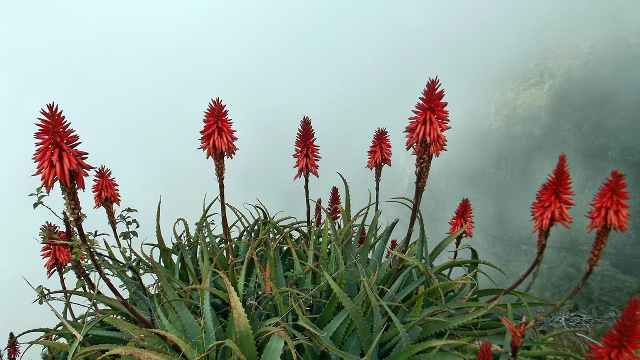 室外爬藤抗旱花卉，美化环境的多功能植物选择