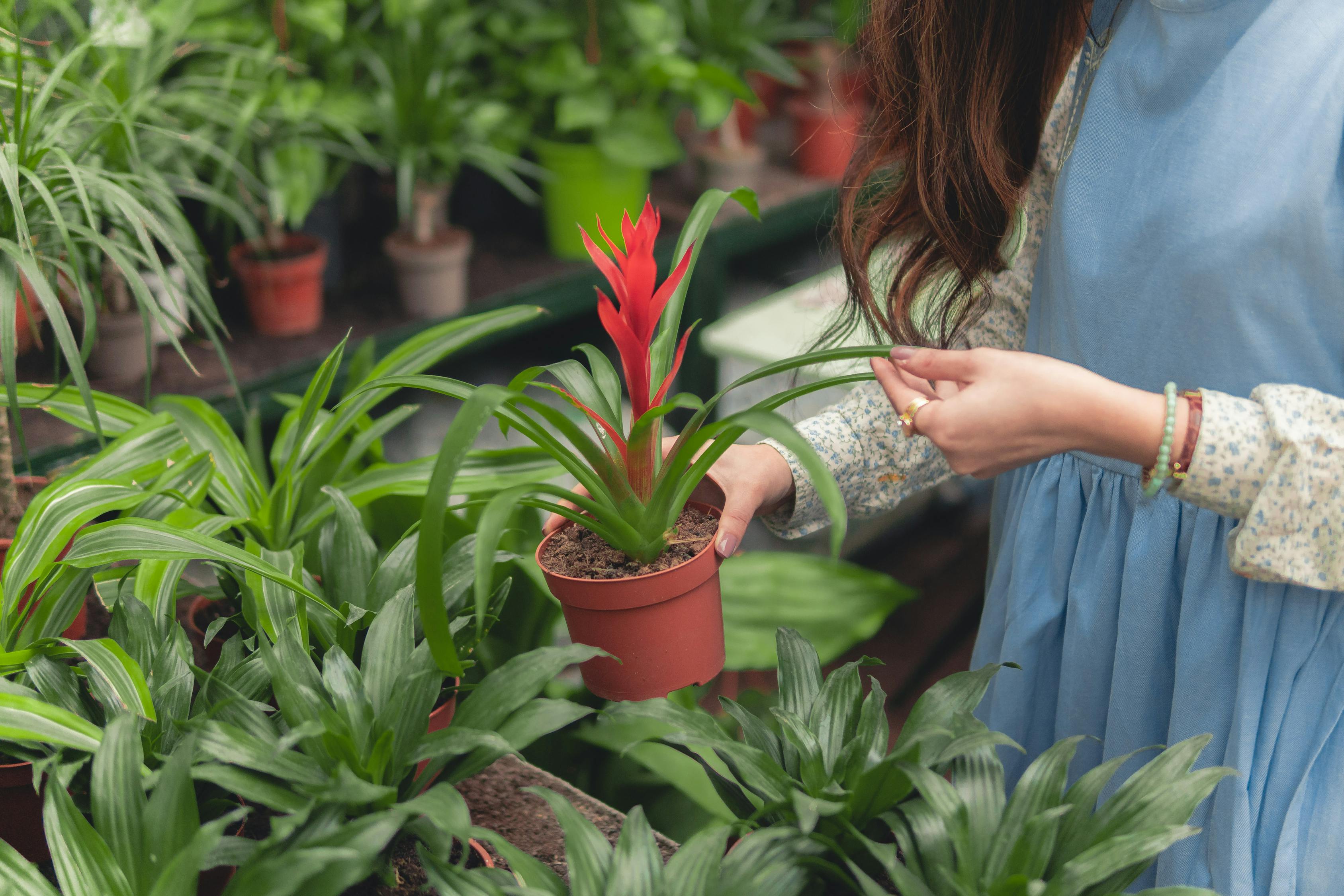 室内植物棚与园艺艺术的完美结合