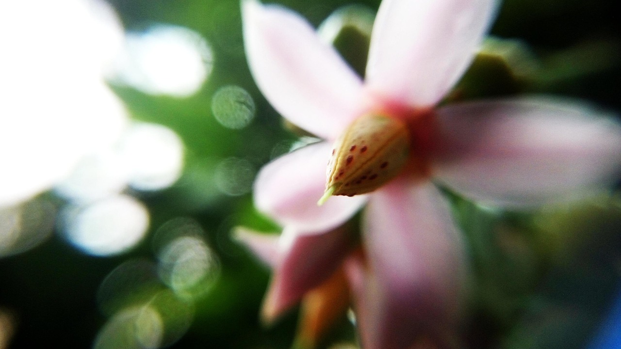 探索花卉摄影的艺术，拍摄虚化的花卉叫什么