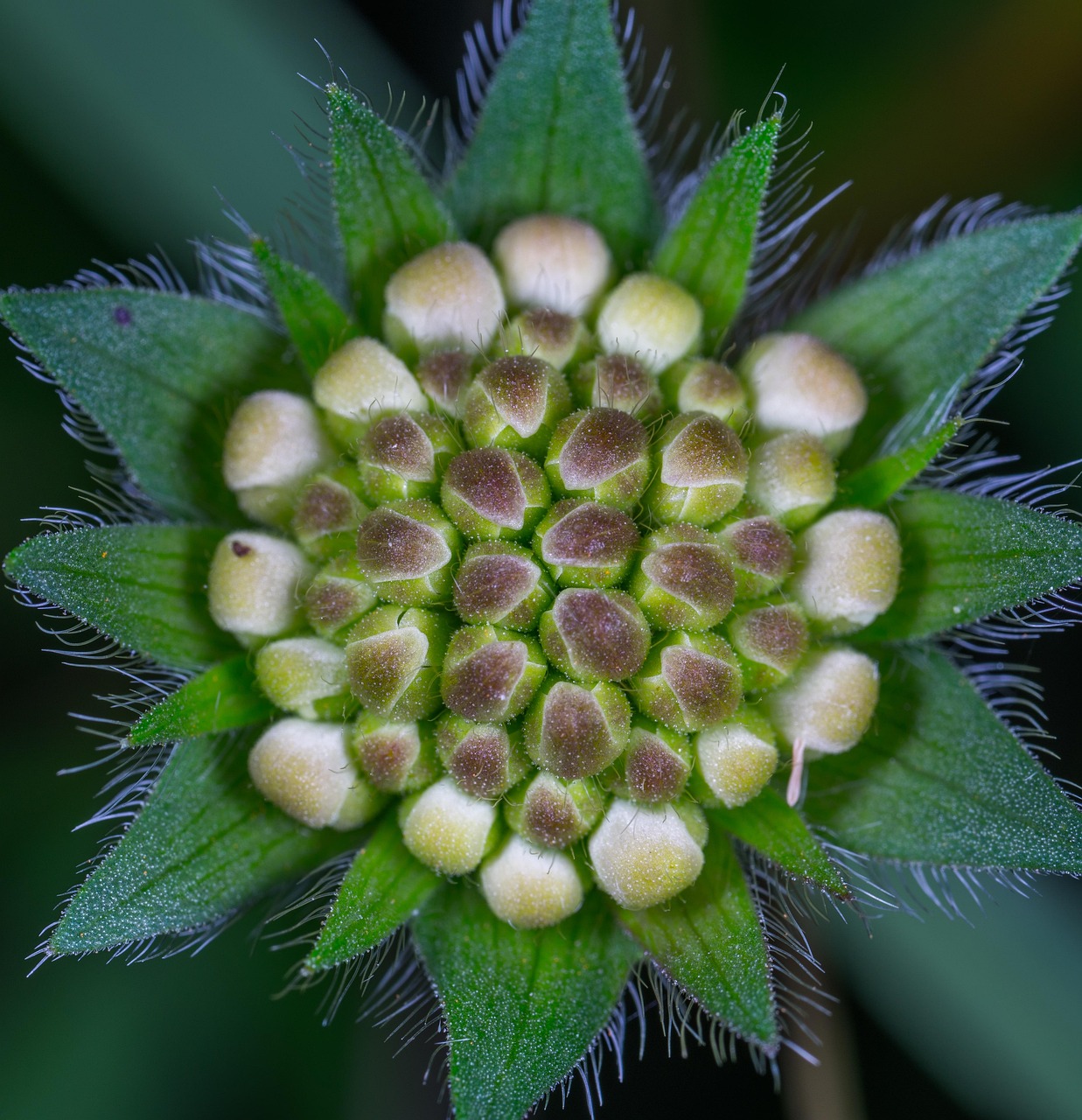 拍照诊断花卉软件下载，智能识别植物，轻松养花护绿