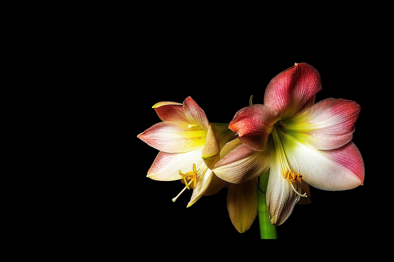 盆栽春节花卉，点缀节日的绿意与生机